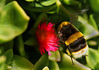 Click image for larger version

Name:	Bumble flying.jpg
Views:	54
Size:	110.5 KB
ID:	362005