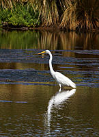 Click image for larger version

Name:	Egret 2.jpg
Views:	70
Size:	167.4 KB
ID:	362034