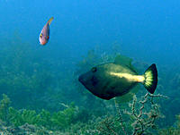 Click image for larger version

Name:	Yellow striped Leatherjacket.jpg
Views:	109
Size:	129.3 KB
ID:	362204