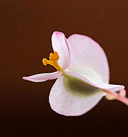 Click image for larger version

Name:	Single flower.jpg
Views:	79
Size:	83.5 KB
ID:	362238