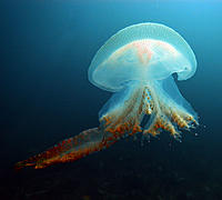 Click image for larger version

Name:	Sea Jelly.jpg
Views:	58
Size:	114.4 KB
ID:	362285