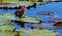 Click image for larger version

Name:	Baby Coot 2.jpg
Views:	80
Size:	153.3 KB
ID:	362712