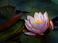 Click image for larger version

Name:	Water Lilly 2.jpg
Views:	143
Size:	89.6 KB
ID:	362853