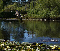 Click image for larger version

Name:	Shooting ducks.jpg
Views:	54
Size:	157.1 KB
ID:	362858