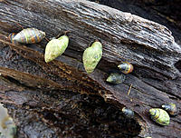 Click image for larger version

Name:	Sea snails..jpg
Views:	60
Size:	238.4 KB
ID:	363045