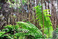 Click image for larger version

Name:	Ferns n Ti tree.jpg
Views:	86
Size:	382.3 KB
ID:	363172