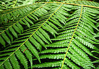 Click image for larger version

Name:	Fronds.jpg
Views:	76
Size:	262.2 KB
ID:	363173