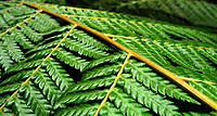 Click image for larger version

Name:	Fronds 2.jpg
Views:	72
Size:	185.2 KB
ID:	363174