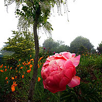 Click image for larger version

Name:	Peonies 2.jpg
Views:	67
Size:	250.3 KB
ID:	364072