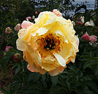 Click image for larger version

Name:	Perishing Peonie.jpg
Views:	64
Size:	159.9 KB
ID:	364111