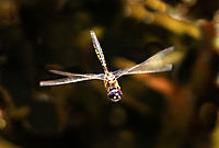 Click image for larger version

Name:	Dragonfly 2.jpg
Views:	68
Size:	72.9 KB
ID:	364739