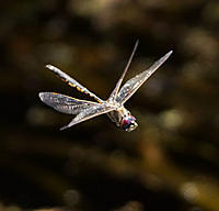 Click image for larger version

Name:	Dragonfly 1.jpg
Views:	75
Size:	77.5 KB
ID:	364785