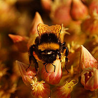 Click image for larger version

Name:	Bumble head on.jpg
Views:	59
Size:	121.9 KB
ID:	365340