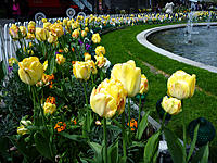 Click image for larger version

Name:	Tulips.jpg
Views:	60
Size:	194.9 KB
ID:	365551