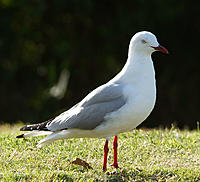 Click image for larger version

Name:	Seagull.jpg
Views:	187
Size:	173.7 KB
ID:	366865