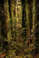 Click image for larger version

Name:	1532-Dorrigo-Rainforrest.jpg
Views:	48
Size:	631.5 KB
ID:	369263