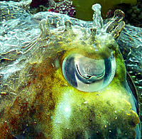 Click image for larger version

Name:	Cuttle eye.jpg
Views:	84
Size:	247.9 KB
ID:	369354