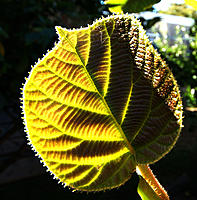 Click image for larger version

Name:	Kiwi fruit leaf..jpg
Views:	71
Size:	204.9 KB
ID:	369902