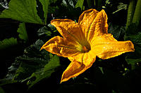 Click image for larger version

Name:	Zuccini flower.jpg
Views:	50
Size:	131.0 KB
ID:	369903