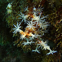 Click image for larger version

Name:	Soft coral.jpg
Views:	73
Size:	201.4 KB
ID:	370241