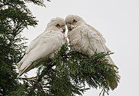 Click image for larger version

Name:	1974-Corellas.jpg
Views:	86
Size:	237.9 KB
ID:	370463