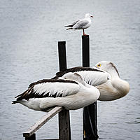 Click image for larger version

Name:	1551-Pelicans.jpg
Views:	72
Size:	231.1 KB
ID:	370553