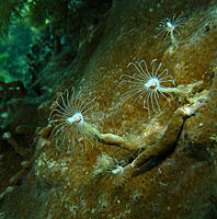 Click image for larger version

Name:	Hydroids.jpg
Views:	72
Size:	177.1 KB
ID:	370759