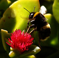 Click image for larger version

Name:	Flying Bumble.jpg
Views:	75
Size:	111.6 KB
ID:	370810