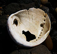 Click image for larger version

Name:	Abalone shell.jpg
Views:	64
Size:	222.3 KB
ID:	371264