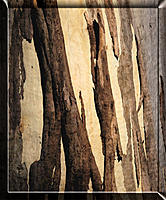 Click image for larger version

Name:	Bark.jpg
Views:	59
Size:	223.2 KB
ID:	371546