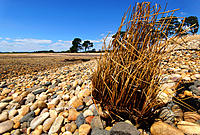 Click image for larger version

Name:	Runaway grass..jpg
Views:	53
Size:	462.4 KB
ID:	371553