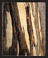 Click image for larger version

Name:	Bark copy.jpg
Views:	60
Size:	246.1 KB
ID:	371594