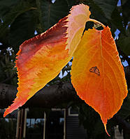 Click image for larger version

Name:	Autumn already.jpg
Views:	71
Size:	147.0 KB
ID:	371695