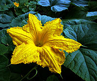 Click image for larger version

Name:	Male pumpkin flower..jpg
Views:	118
Size:	171.8 KB
ID:	371843