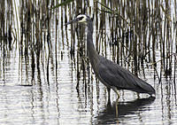 Click image for larger version

Name:	White-faced-heron.jpg
Views:	89
Size:	369.5 KB
ID:	372050