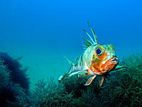 Click image for larger version

Name:	Gurnard 2.jpg
Views:	92
Size:	125.4 KB
ID:	372338