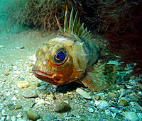 Click image for larger version

Name:	Gurnard 1.jpg
Views:	91
Size:	237.5 KB
ID:	372339