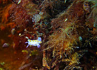 Click image for larger version

Name:	Mexichromis.jpg
Views:	93
Size:	164.0 KB
ID:	372438