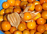 Click image for larger version

Name:	Cape Gooseberries.jpg
Views:	53
Size:	153.9 KB
ID:	372832