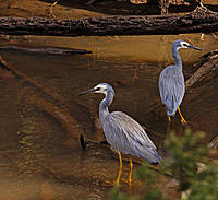 Click image for larger version

Name:	Hunting pair.jpg
Views:	75
Size:	187.0 KB
ID:	373115