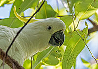 Click image for larger version

Name:	238-Sulphur-Crested-Cockatoo.jpg
Views:	69
Size:	242.3 KB
ID:	373470