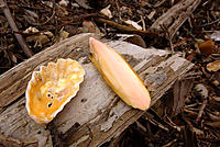 Click image for larger version

Name:	Oyster and Cuttle bone.jpg
Views:	78
Size:	183.5 KB
ID:	374196