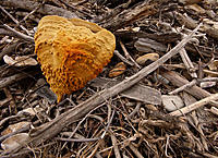 Click image for larger version

Name:	Sponge among the debris 2.jpg
Views:	79
Size:	260.8 KB
ID:	374688