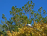 Click image for larger version

Name:	Light in the tree.jpg
Views:	86
Size:	555.8 KB
ID:	375037