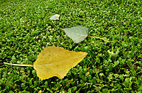 Click image for larger version

Name:	Gold among the green 2.jpg
Views:	76
Size:	862.1 KB
ID:	375156