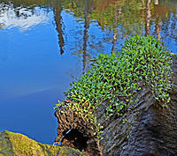 Click image for larger version

Name:	Natures pot plant..jpg
Views:	79
Size:	720.2 KB
ID:	375514