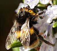 Click image for larger version

Name:	Wet Bumble.jpg
Views:	66
Size:	155.3 KB
ID:	375809