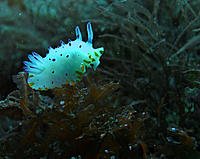 Click image for larger version

Name:	Mexichromis.jpg
Views:	69
Size:	101.4 KB
ID:	375927