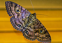 Click image for larger version

Name:	13-moth.jpg
Views:	71
Size:	239.1 KB
ID:	376367