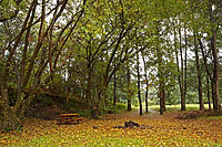 Click image for larger version

Name:	Shades of autumn.jpg
Views:	64
Size:	319.0 KB
ID:	376409